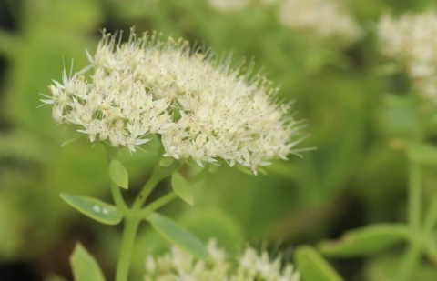 Vetkruid - Sedum telephium 'Stardust'