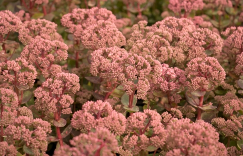 Herfstanemoon - Sedum telephium 
