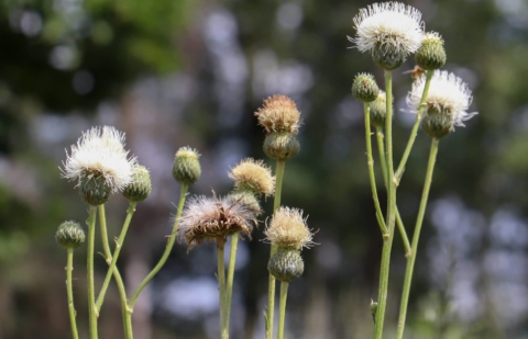 Zaagblad - Serratula bulgarica