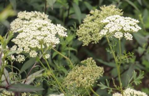 Bergvenkel - Seseli libanotis