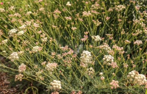 Bergvenkel - Seseli montanum