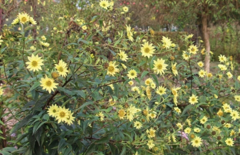 Vaste zonnebloem - Helianthus giganteus 'Sheila's Sunshine'