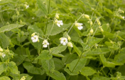 Lijmkruid, koekoeksbloem - Silene fimbriata
