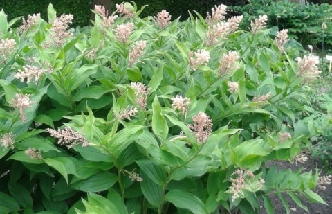 Valse salomonszegel - Smilacina racemosa