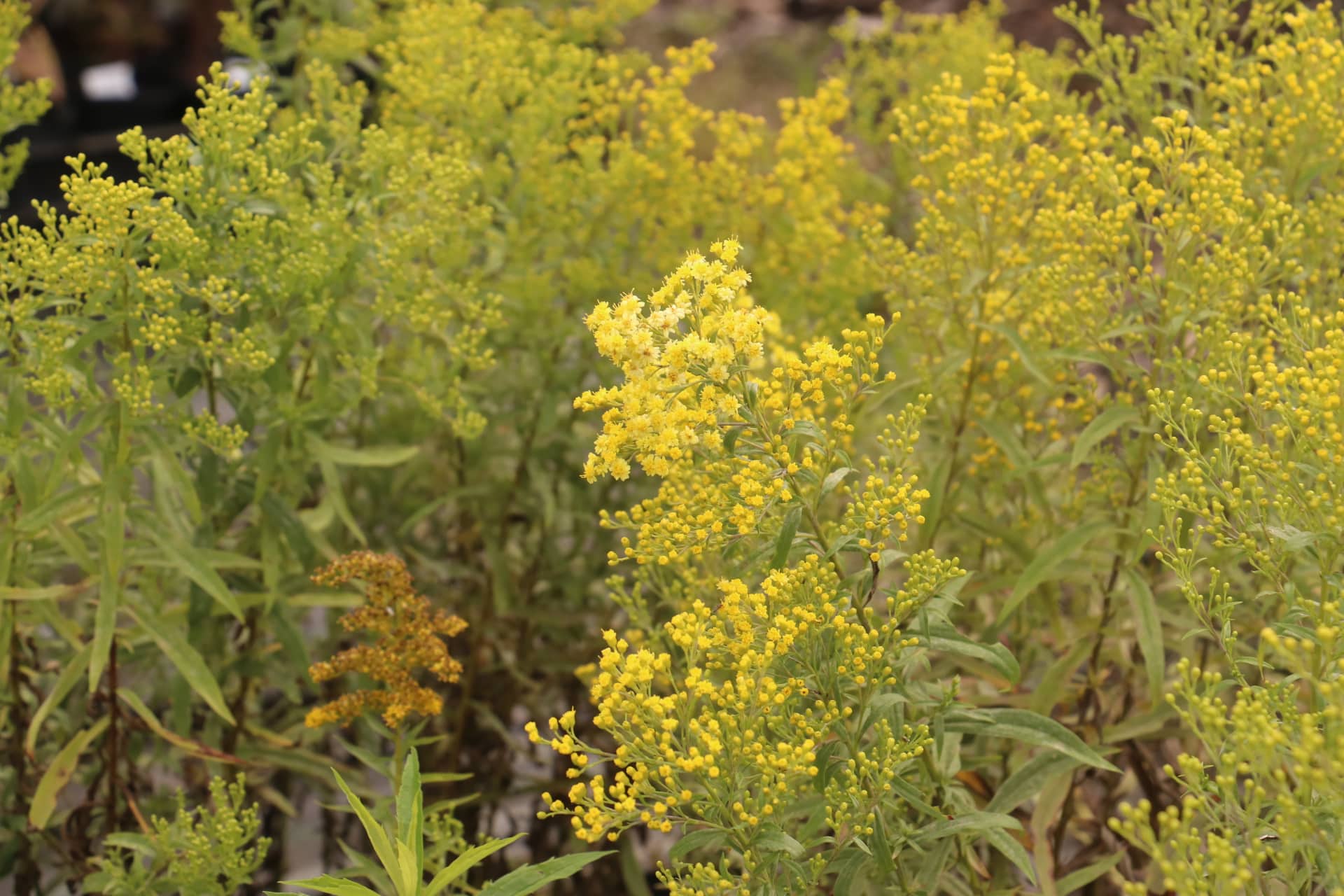 Guldenroede - Solidago Strahlenkrone