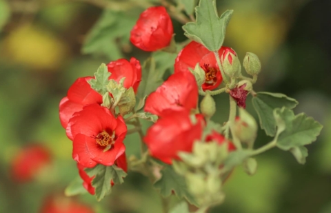 Sphaeralcea - Sphaeralcea 'Newleaze Coral'