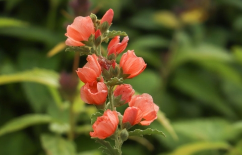 Sphaeralcea - Sphaeralcea ambigua 'Chidderley'