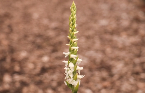 Herfstschroeforchidee - Spiranthes 'Chadd's Ford'