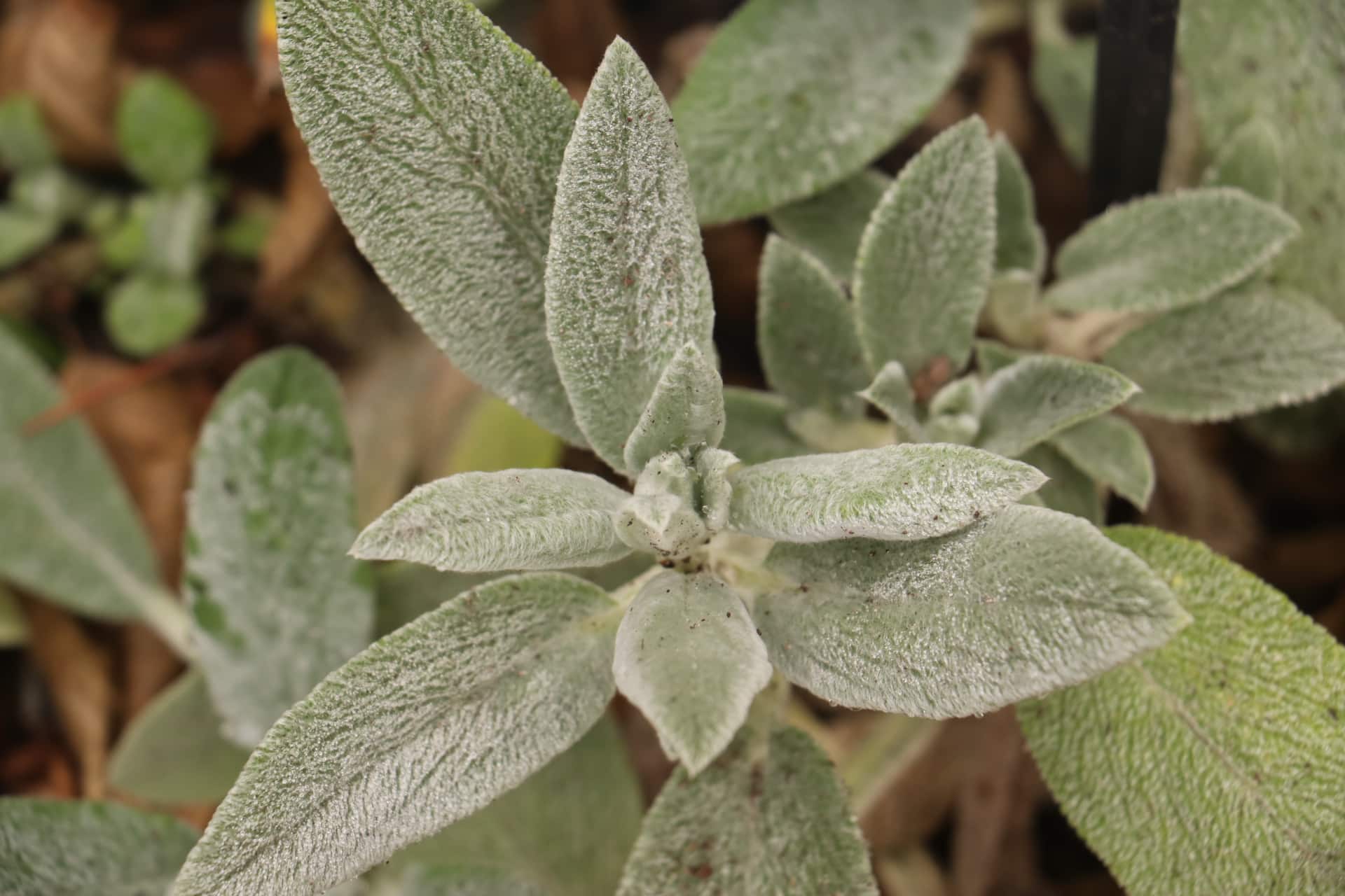 Ezelsoor - Stachys byzantina 