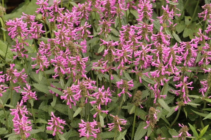 Ezelsoor - Stachys officinalis 'Ukkie'