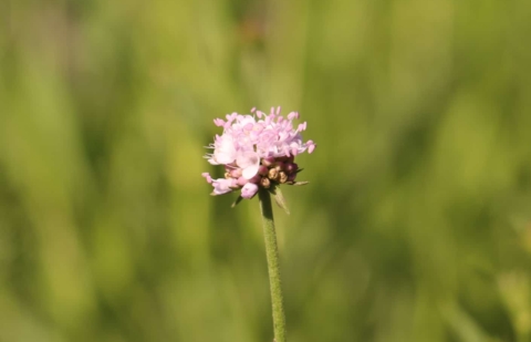 Succisella - Succisella inflexa' Frosted Pearls'