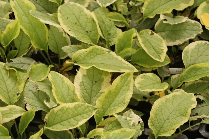 Smeerwortel - Symphytum grandiflora 'Goldsmith'