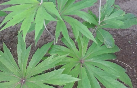 Parapluplant - Syneilesis palmata