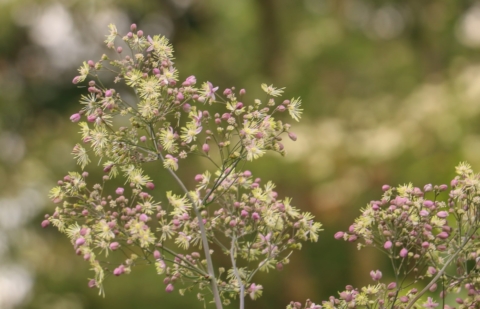 Ruit - Thalictrum 'Elin'
