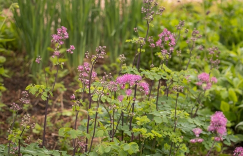 Ruit - Thalictrum aquifolium 'My Little Favourite'