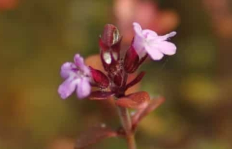 Tijm - Thymus 'Doon Valley'