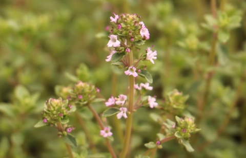 Tijm - Thymus vulgaris 'Silver Posie'