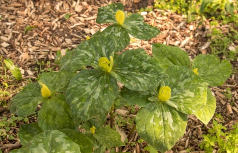 Boslelie - Trillium luteum