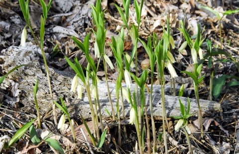 Huigkruid - Uvularia perfoliata