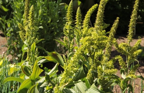Nieswortel - Veratrum viride