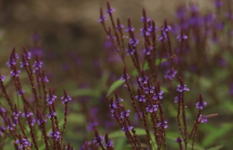 Ijzerhard - Verbena hastata 'Blue Spires'