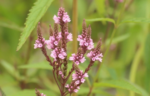 Ijzerhard - Verbena hastata 'Pink Spires'