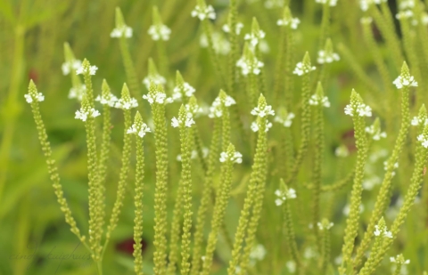 Ijzerhard - Verbena hastata 'White Spires'