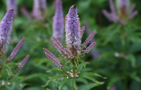 Ereprijs - Veronicastrum virginicum 'Red Arrows'