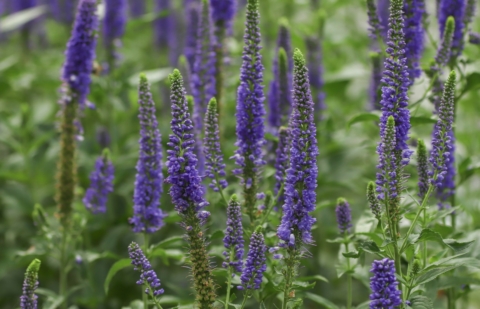 Ereprijs - Veronica longifolia 'First Glory'
