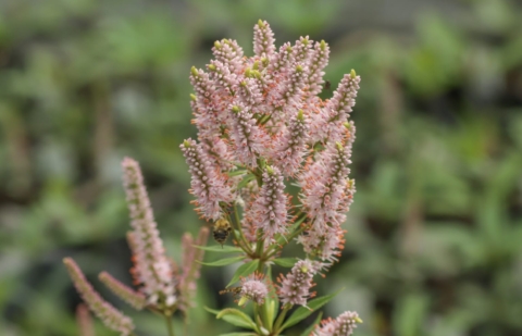 Ereprijs - Veronicastrum virginicum 'Challenger'
