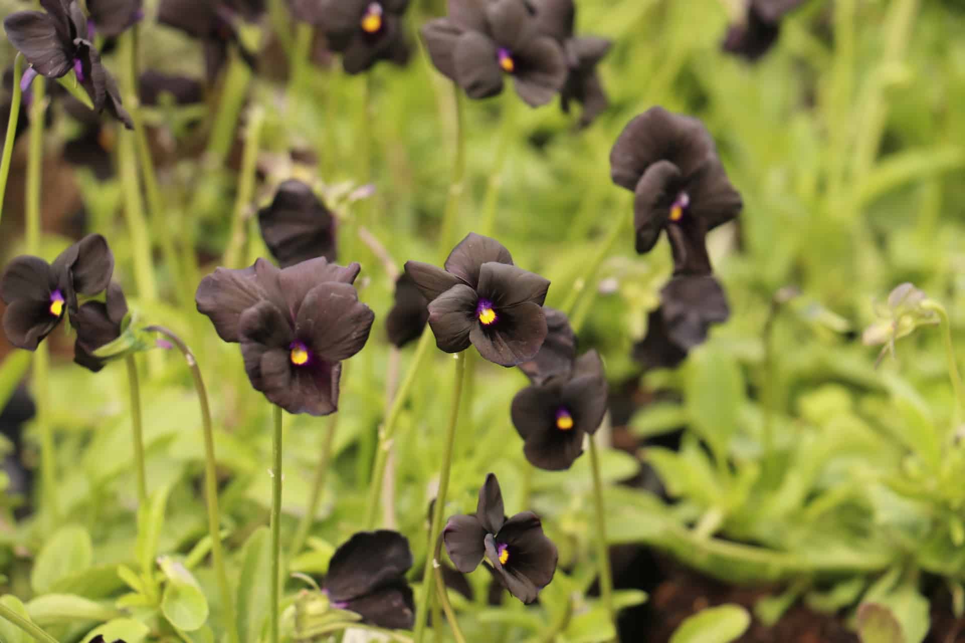 Viooltje - Viola 'Molly Sanderson'