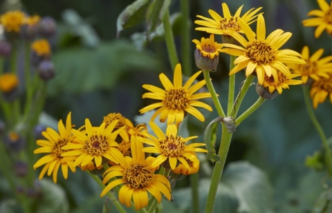 Kruiskruid - Ligularia hodgsonii