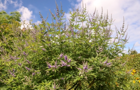 Monnikspeper - Vitex agnus-castus 'Rosea'