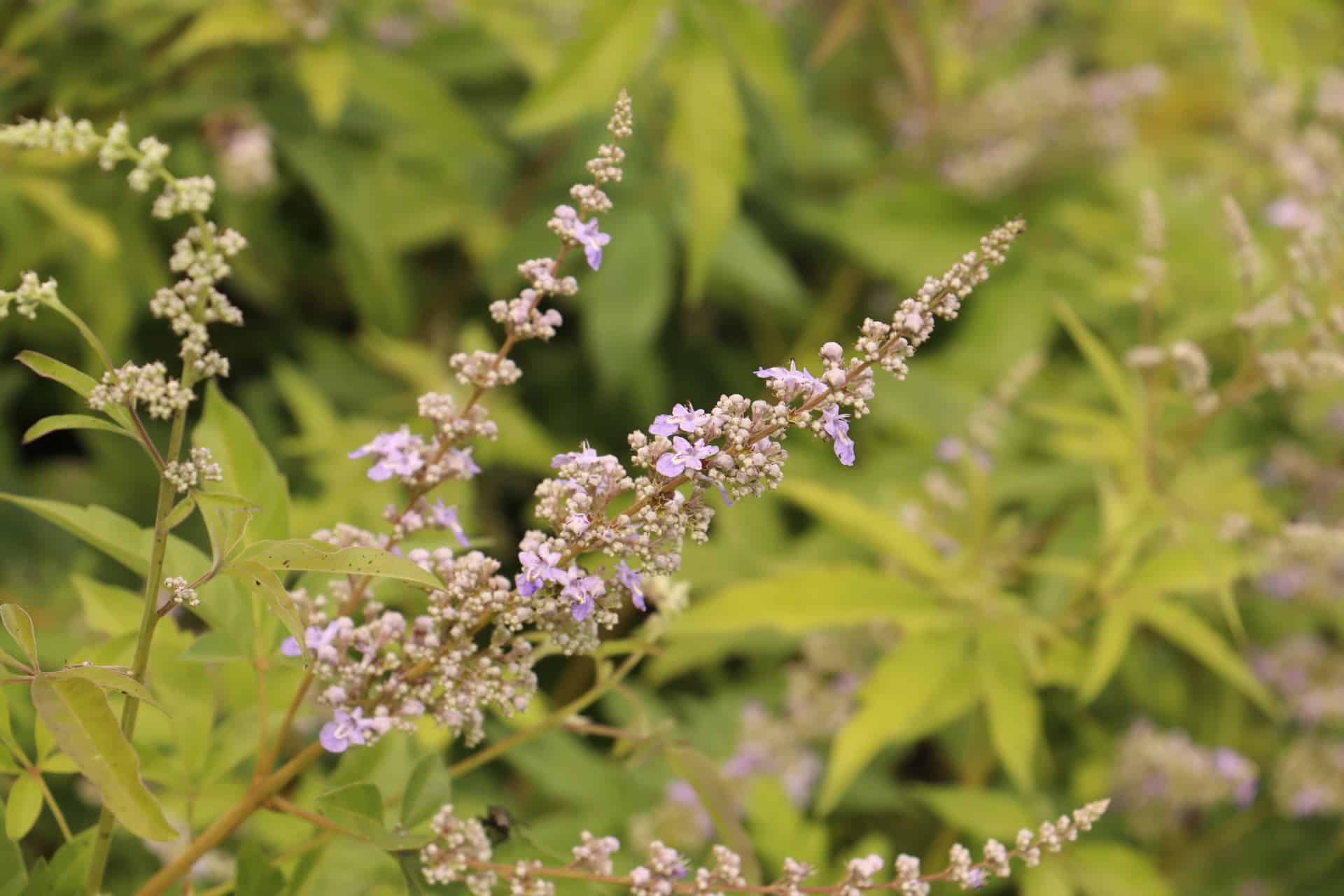 Monnikspeper - Vitex agnus-castus blauw