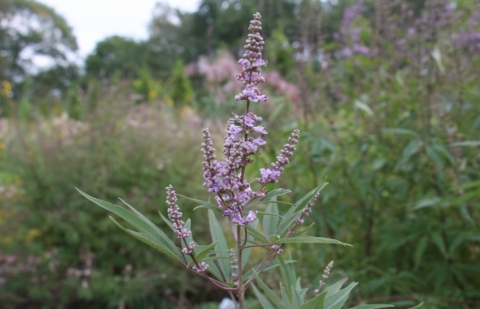 Monnikspeper - Vitex glabrata