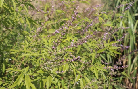 Monnikspeper - Vitex negundo 'Heterophylla'